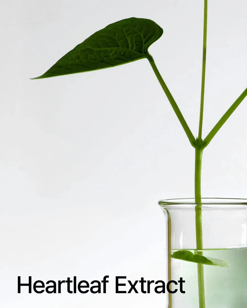 ANUA heartleaf Pore Control Cleansing Oil الغسول الزيتي من انوا