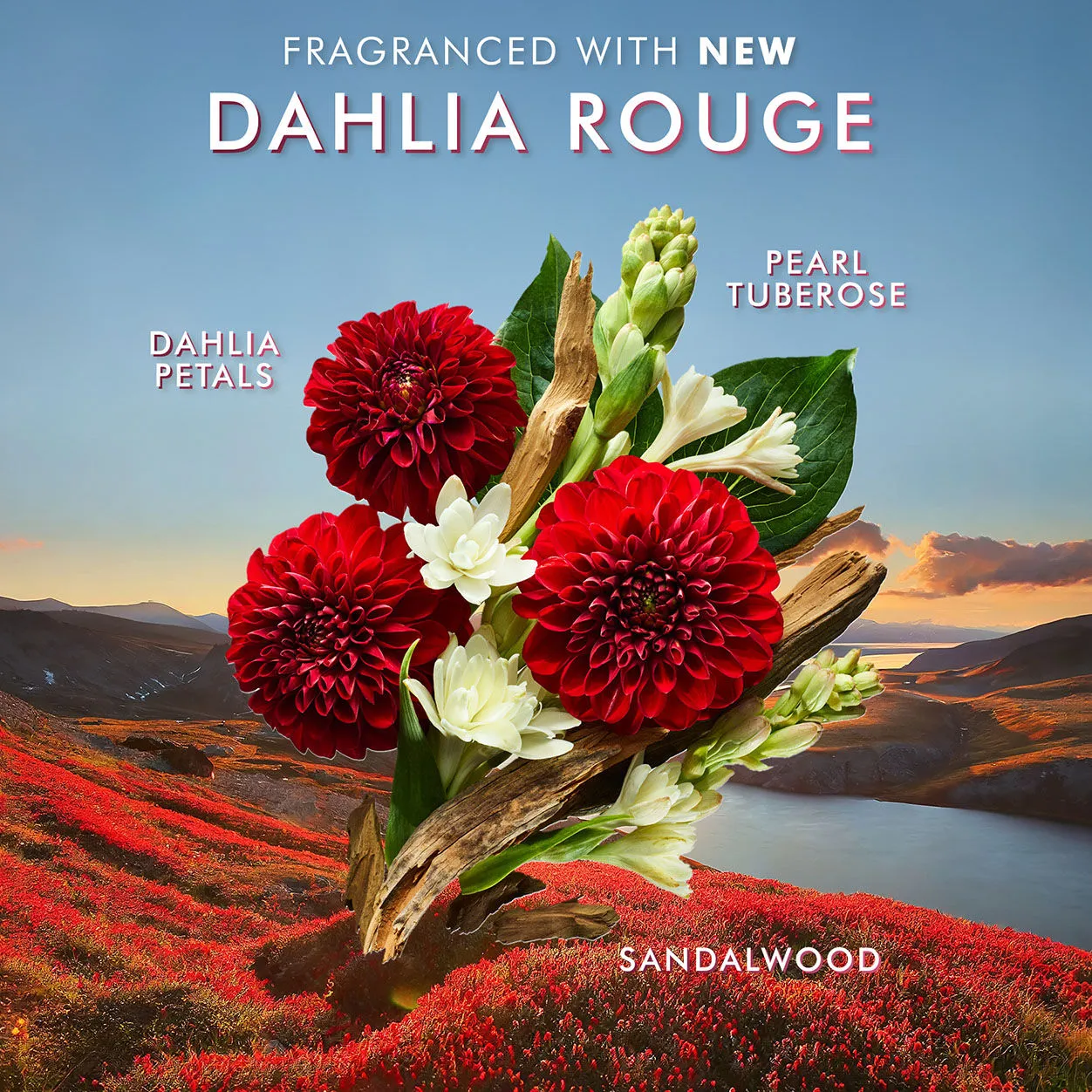 Dahlia Rouge Body Lotion