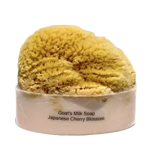 Goats Milk & Olive Oil Soaps with Sea Sponge - Cherry Blossom