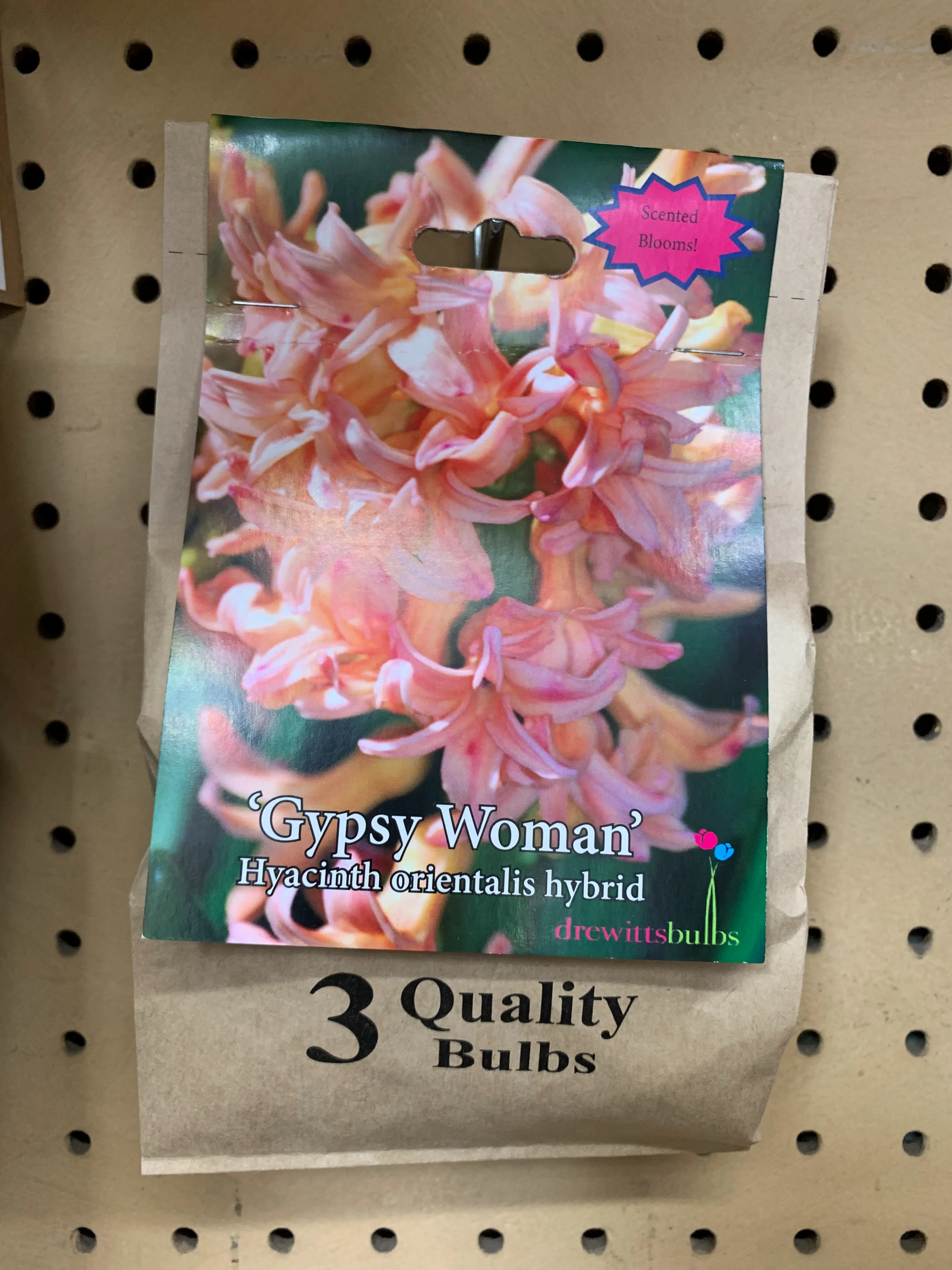 Hyacinth 'Gypsy Woman'