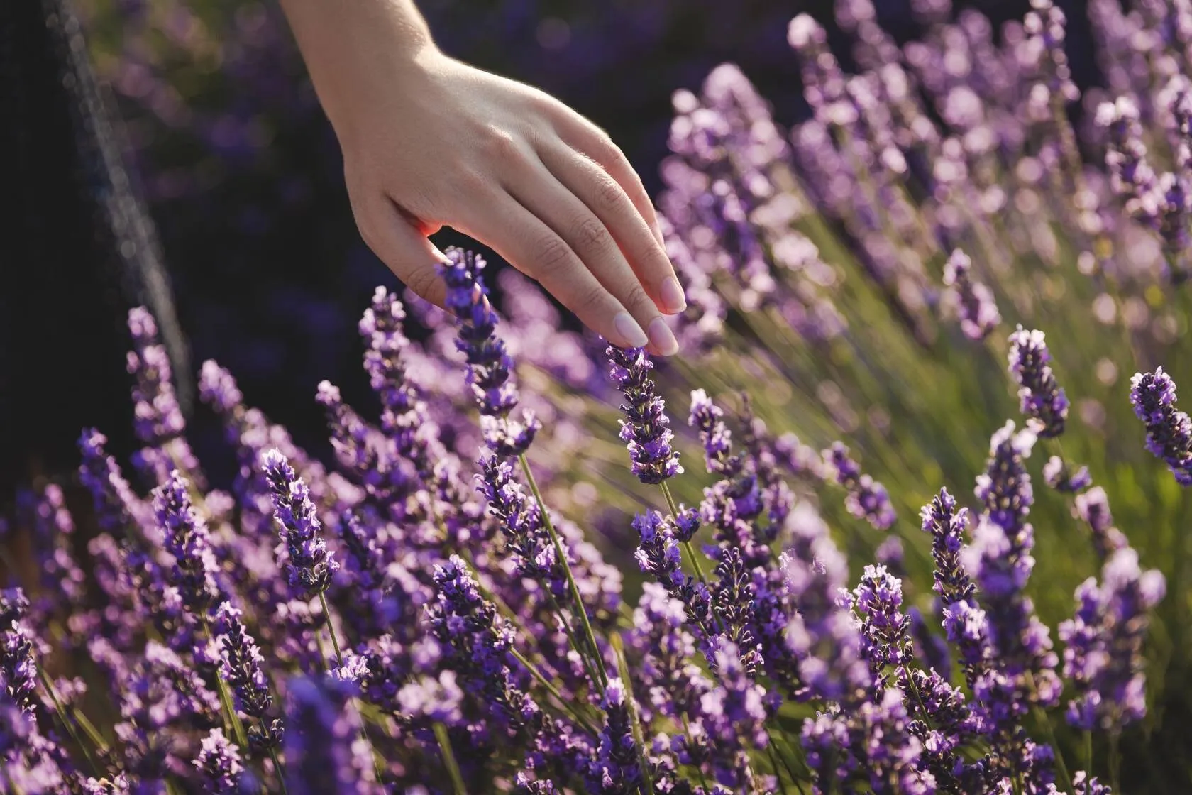 Lavender Essential Oil Spray---Body, Room and Linen Spray for Aromatherapy