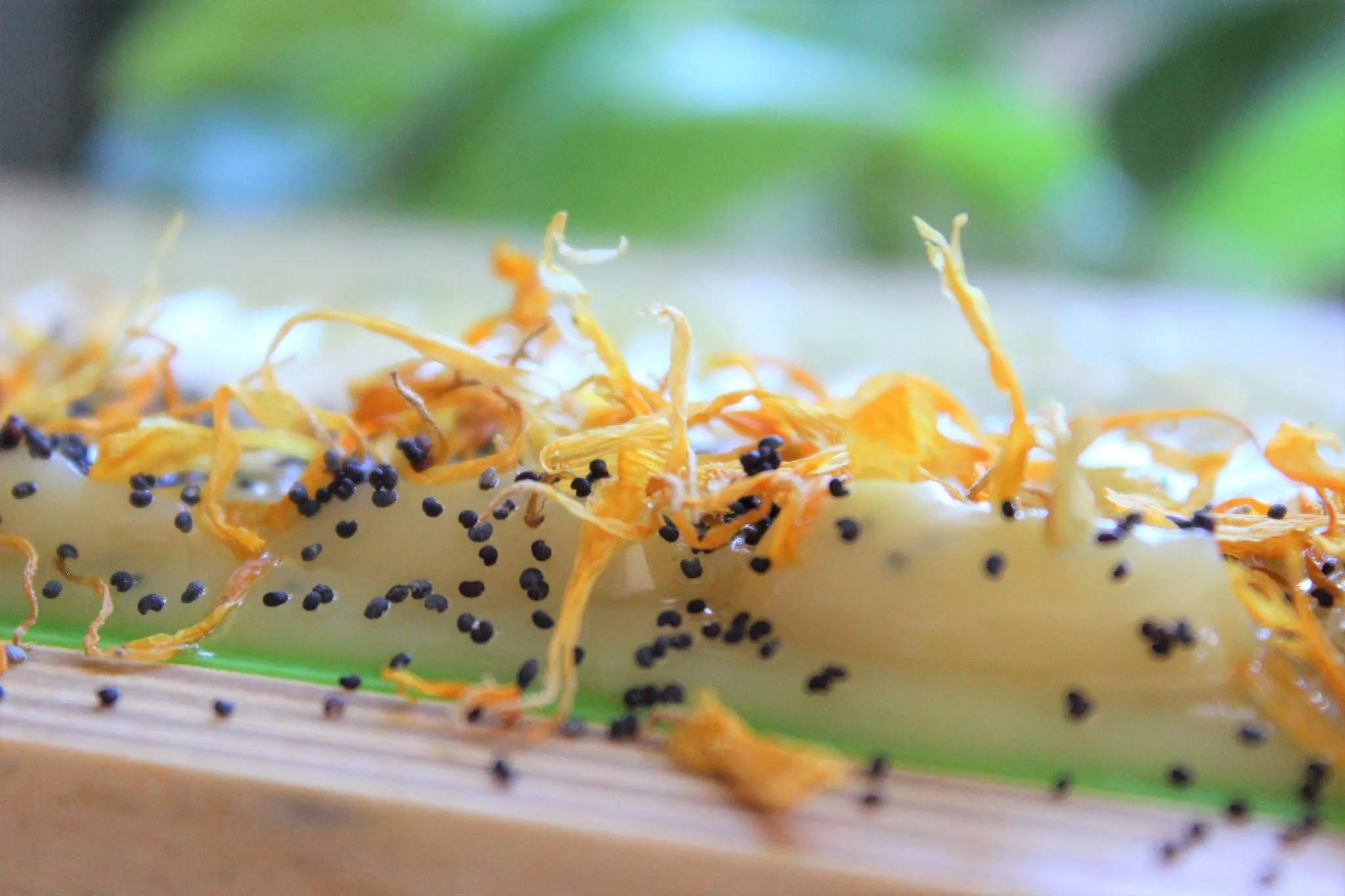 Lemon Scrub Bar Soap | Lemon Goat Milk Soap | Northern Glow Soap and Skincare