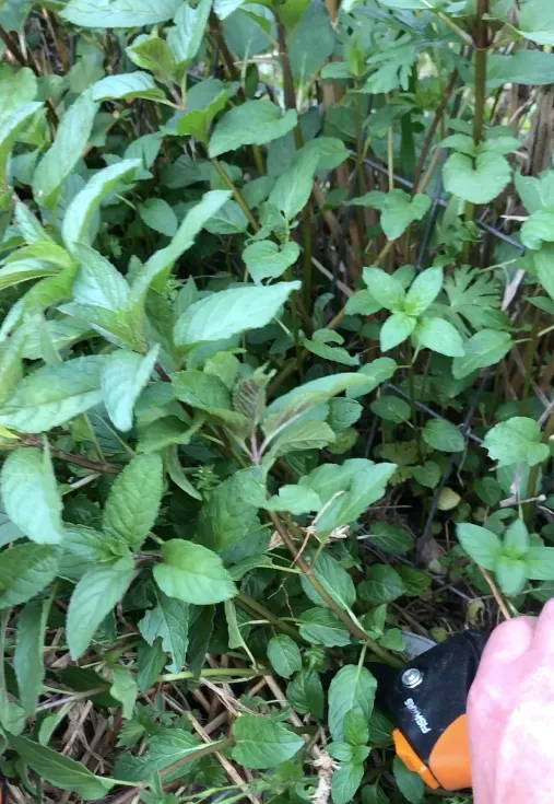 Peppermint Hydrosol