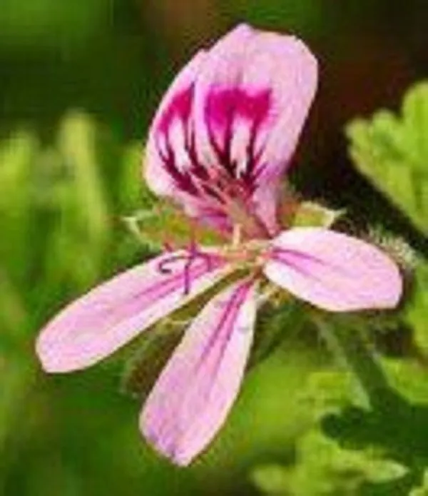 Rose Geranium Hydrosol- Hidrosol de Geranio Rosa- *For All Skin Types*  4 oz Mister
