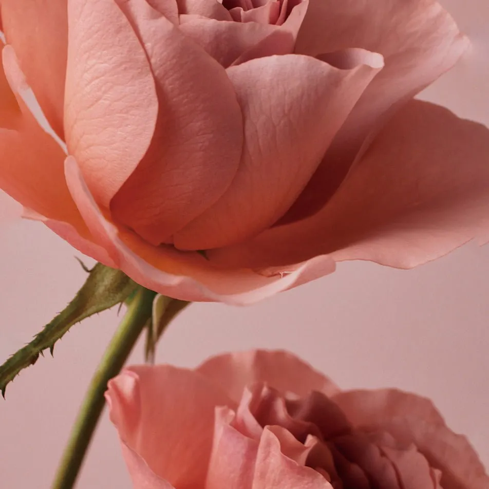 Rose Stemcell Cream